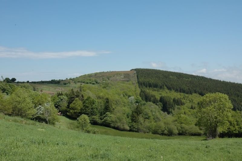 Frondaison 2 / 4 : une série sur la forêt