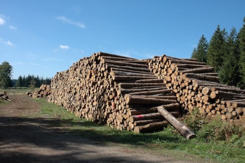 Frondaison 4 / 4 : une série sur la forêt