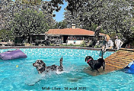 J’en reviens pas – Parc aquatique pour chiens à Villeneuve-les-Béziers