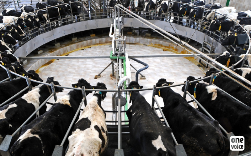 Histoire de l’abandon des grands projets inutiles (10e et dernier épisode) : la ferme des 1000 vaches à Abbeville