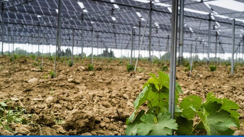 L’agrivoltaïque quoiqu’il en coûte