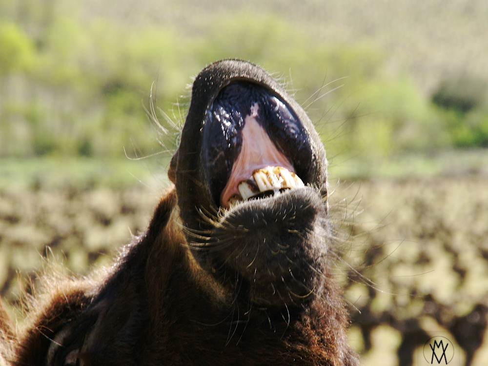 Désolé j&rsquo;ai poney !